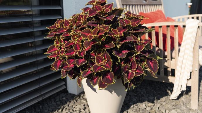 Coleus (Solenostemon) ‘Main Street Hollywood Boulevard’, de l’obtenteur néerlandais et allemand Dümmen Orange. ©Fleuroselect
